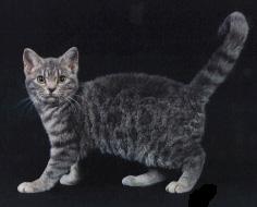 American wirehair in gray and black
