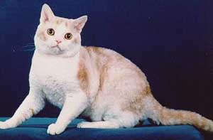 American Wirehair in tan and white
