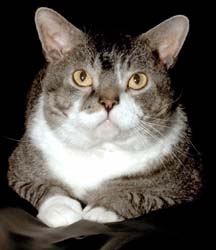 Big fat American Wirehair cat
