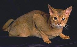 Abyssinian cat in hunting mood
