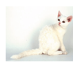 white American Wirehair cat with pinkish ears
