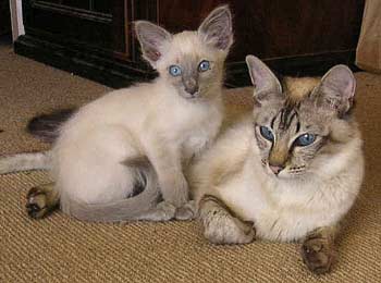 Balinese cat and kitten
