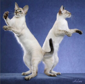 Balinese cat dancing
