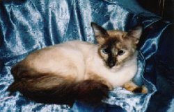 Balinese cat in beige and chocolate
