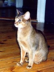Abyssinian cat in light gray and tan
