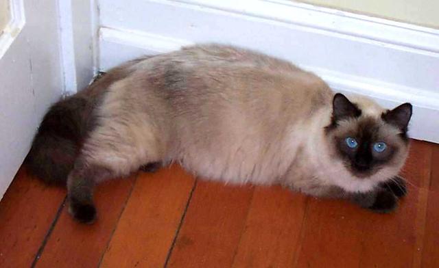 Balinese cat in beige with chocolate color
