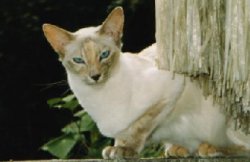 Balinese cat in beige
