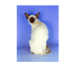 Balinese cat in white and chocolate
