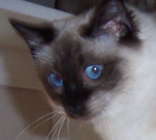 Balinese cat with blue eyes
