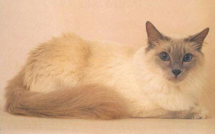 Beige and tan Balinese cat
