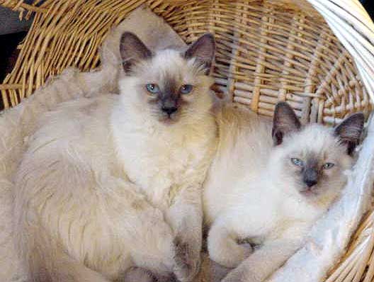 Beige Balinese cats with chocolate ears
