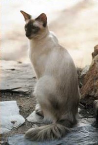 Traditional Balinese cat
