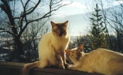 Two Balinese cats in nature
