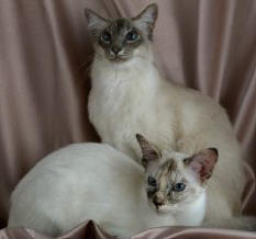 two Balinese cats
