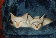 Two Balinese kittens
