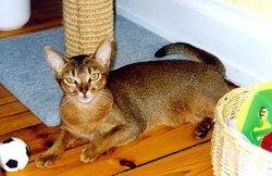 Abyssinian cat in play ground
