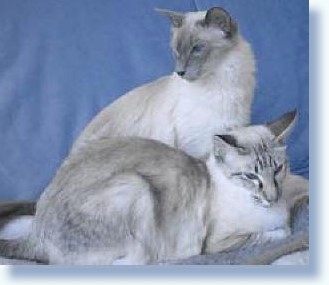 White and grayish Balinese cats
