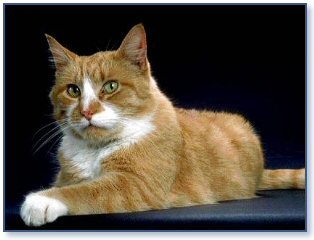 America shorthair cat in tan with white spots
