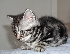 America shorthair kitten in white gray with black stripes
