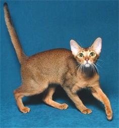Abyssinian cat in play mood
