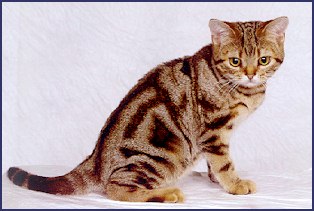 American short hair kitten in tan and brown
