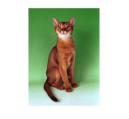 Abyssinian cat in tan and white
