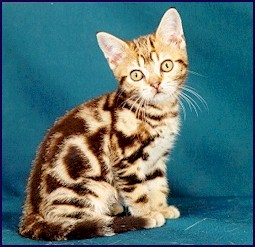 American short hair kitten with tiger look alike

