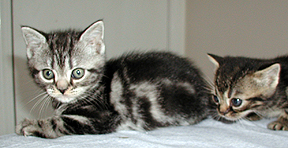 American short hair kittens picture
