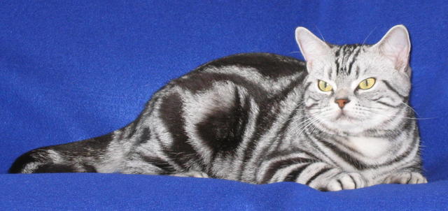 American Shorthair cat in black gray and white
