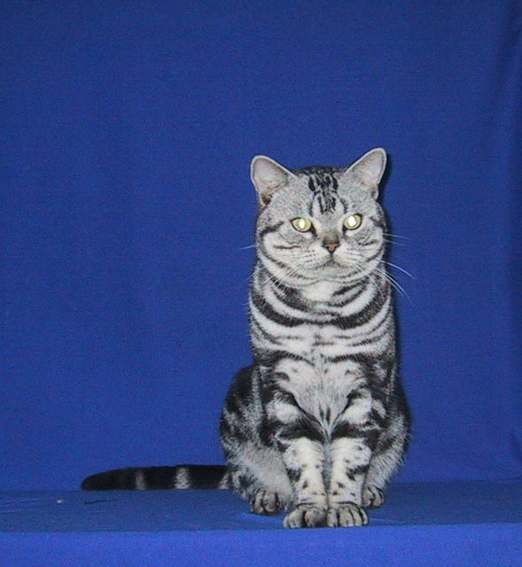 American Shorthair cat in black with white stripes
