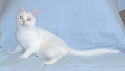 American Shorthair cat in snow white
