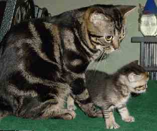 American shorthair cat with its kitten

