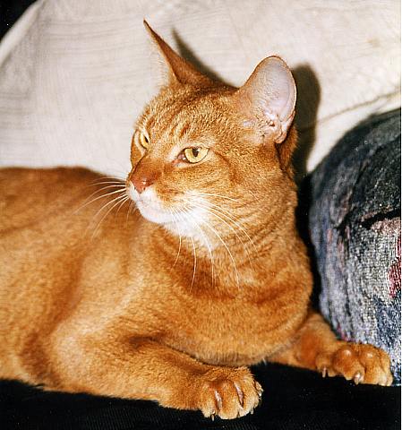 Abyssinian cat in tan with a dash of white
