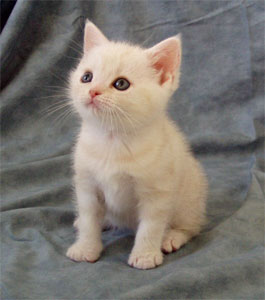 American Shorthair kitten in beige
