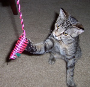 American Shorthair kitten playing
