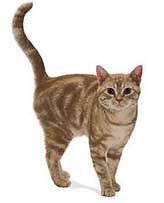 Americanshorthair cat
