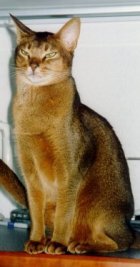 Abyssinian cat in tan with a little white
