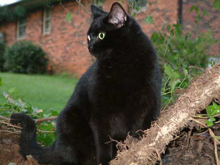 beautiful black American Shorthairs cat
