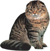 big fat America shorthair cat
