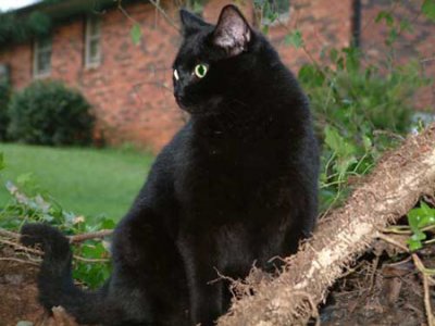 black American Shorthair catjpg
