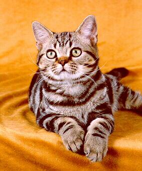 cute American Shorthairs kitten in stripes

