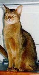 Abyssinian cat in tan with a little white
