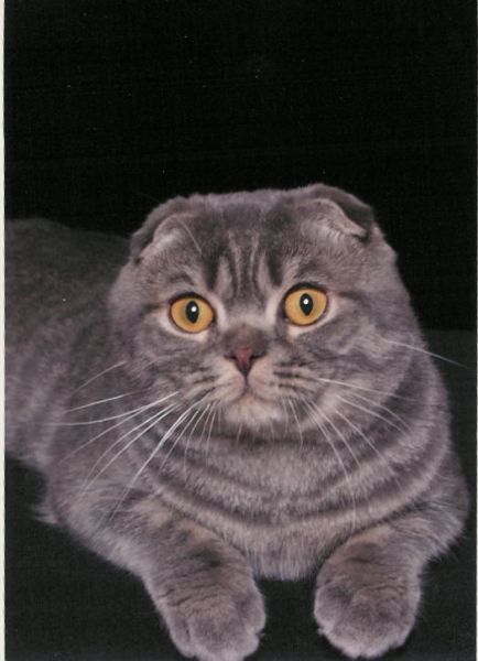 fat American Shorthairs cat in gray
