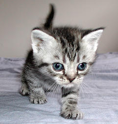 Picture of America shorthair kitten
