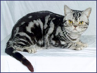 Picture of American short hair cat
