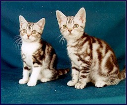 picture of American short hair kittens
