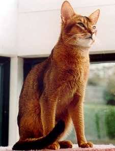 Abyssinian cat in tan, black and white
