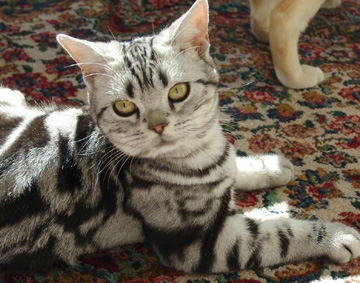 white gray with black stripesAmerican Shorthairs kitten

