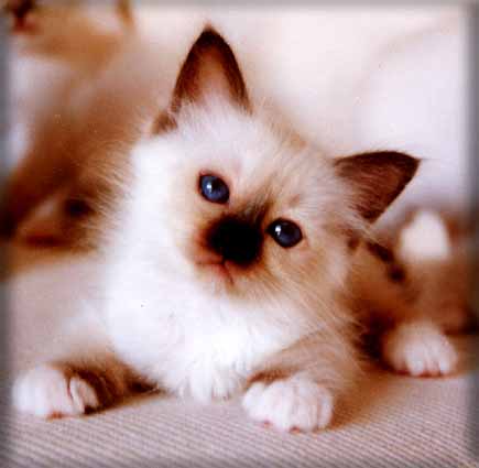 Baby Birman in cream and brown
