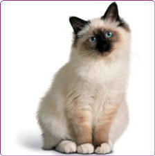Birman Cats Picture